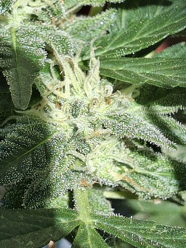 Growreport Bild 138