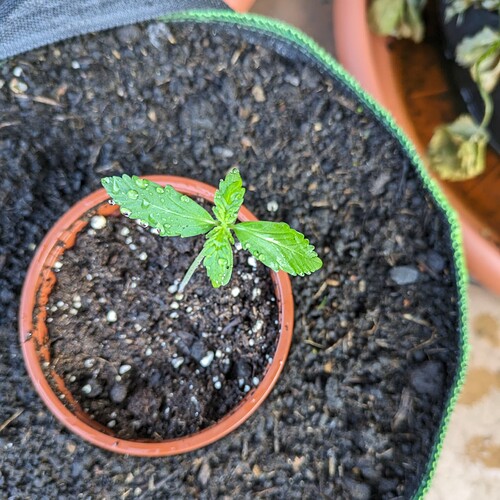 PXL_20240520_060124508