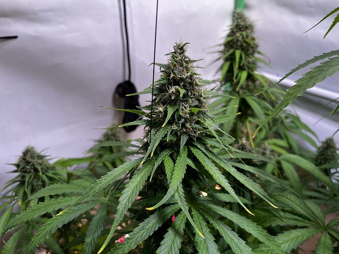 Growreport Bild 8