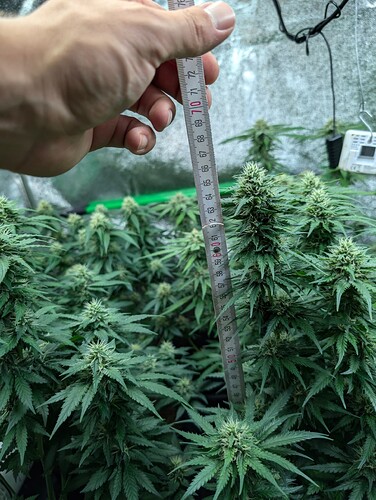Growreport Bild 13