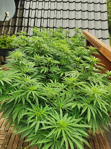 Growreport Bild 8