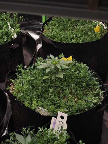 Growreport Bild 4