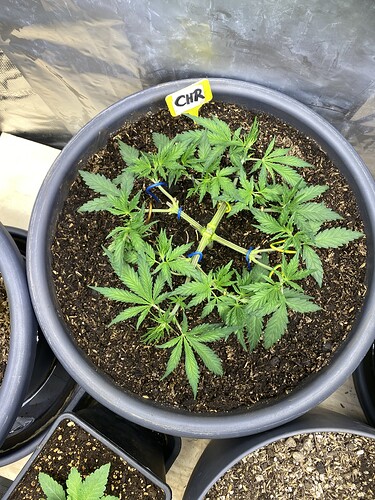 Growreport Bild 77