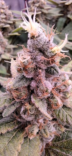 Growreport Bild 3