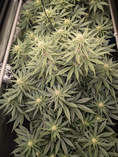 Growreport Bild 1