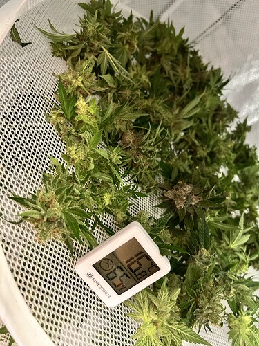 Getrocknete Cannabis-Buds auf einem Trockengestell mit einem Hygrometer, das 16.7°C und 65% Luftfeuchtigkeit anzeigt.
