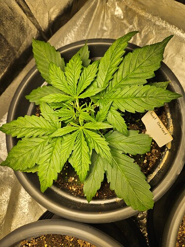 Growreport Bild 8
