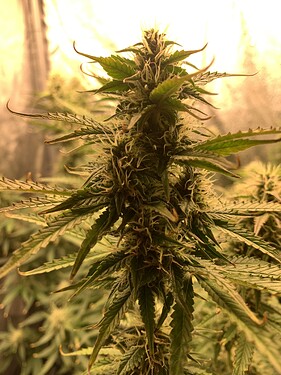 Growreport Bild 7