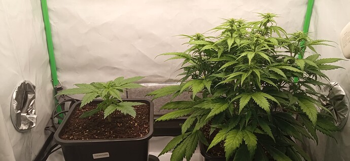Growreport Bild 6