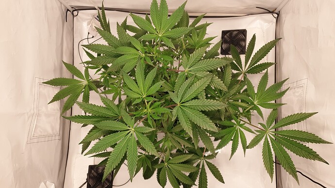 Growreport Bild 2