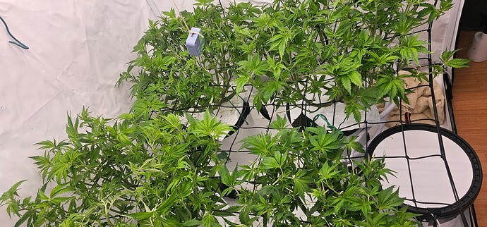 Growreport Bild 13