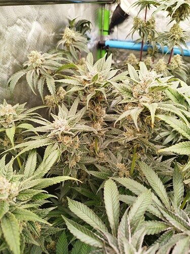 Growreport Bild 13