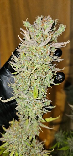 Growreport Bild 37