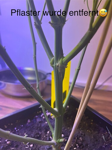 Growreport Bild 2