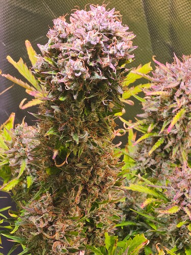 Growreport Bild 10