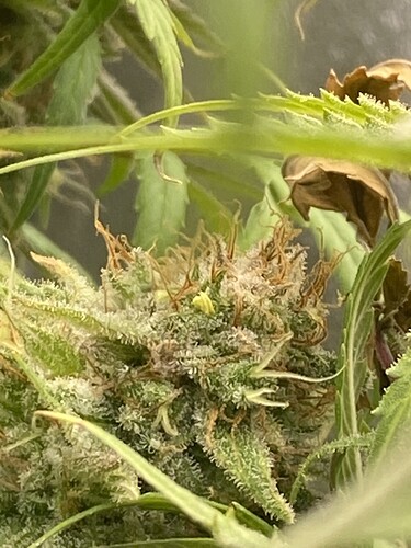 Growreport Bild 7