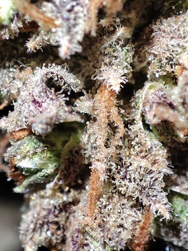 Growreport Bild 33