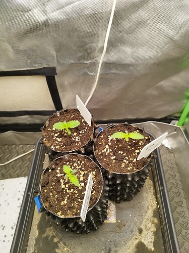 Growreport Bild 8