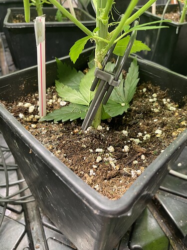Growreport Bild 4