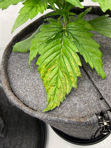 Growreport Bild 20