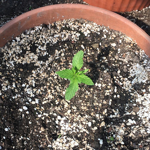 Grow26071906