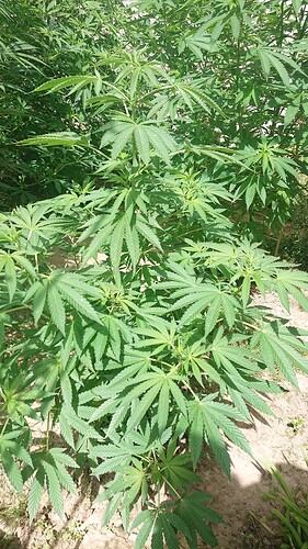 Growreport Bild 37