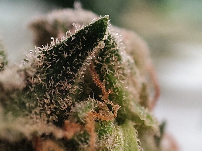 Growreport Bild 43
