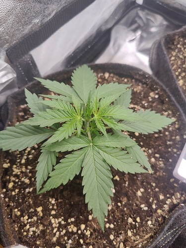 Growreport Bild 6