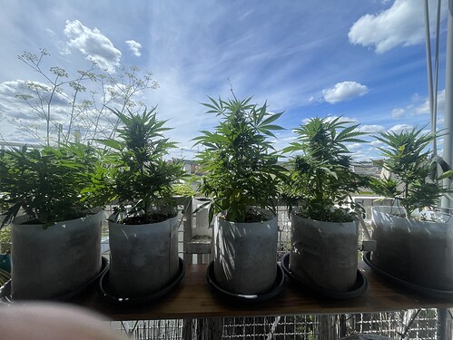 Growreport Bild 25