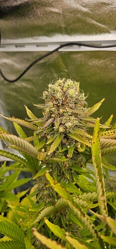 Growreport Bild 22