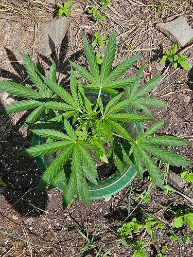 Growreport Bild 2