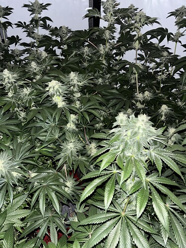 Growreport Bild 8