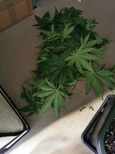Growreport Bild 13
