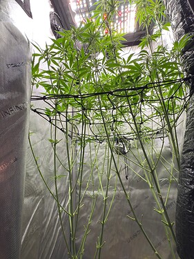 Growreport Bild 6