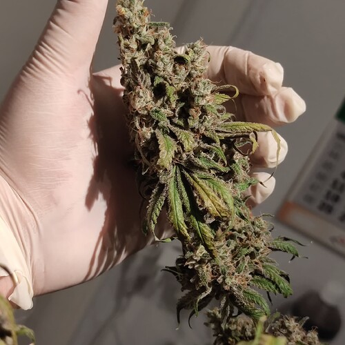 Growreport Bild 2