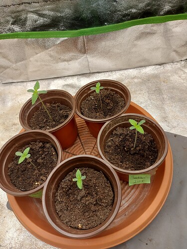 Growreport Bild 2