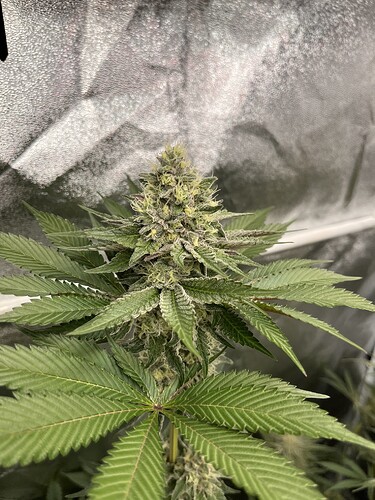 Growreport Bild 4
