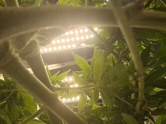 Growreport Bild 80