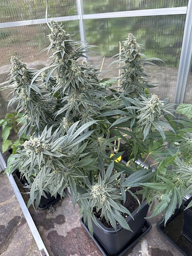 Growreport Bild 28