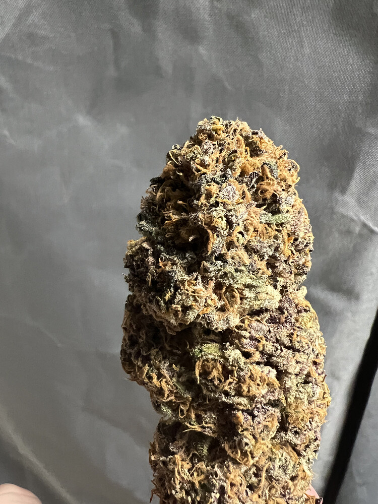 Grow Nummer 2: Mimosa X Orange Punch + Blueberry OG