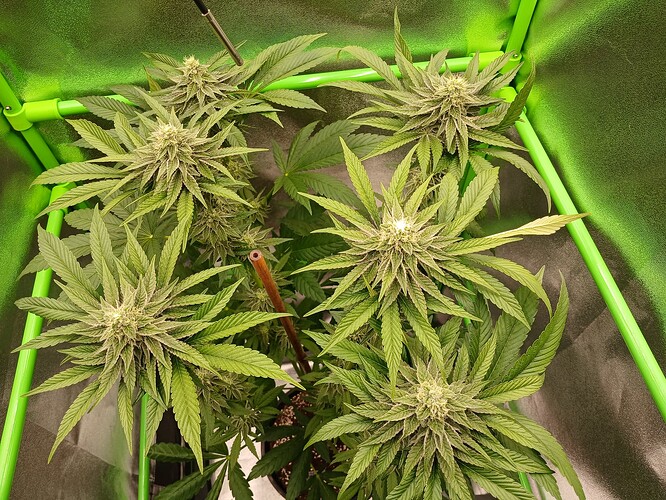 Growreport Bild 6