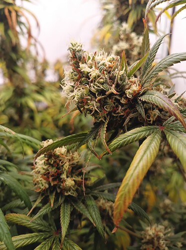 Growreport Bild 9