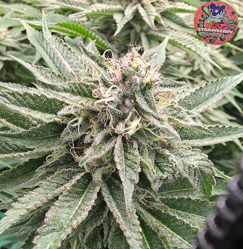 Growreport Bild 20