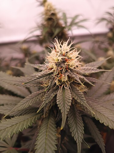Growreport Bild 84