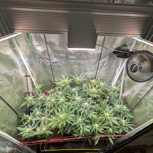 Growreport Bild 13