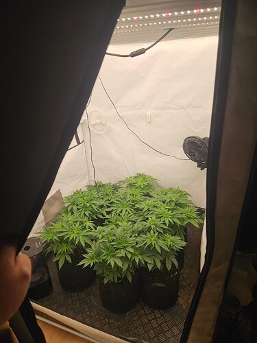 Growreport Bild 4