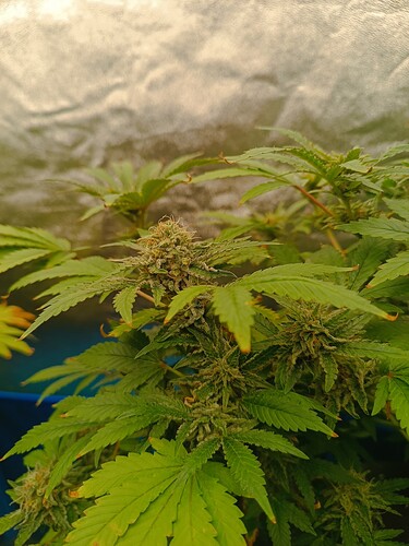 Growreport Bild 3