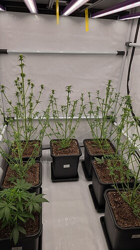 threema-20240905-224216045