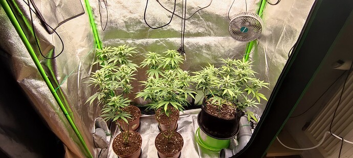 Growreport Bild 2