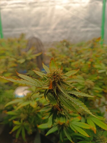 Growreport Bild 6